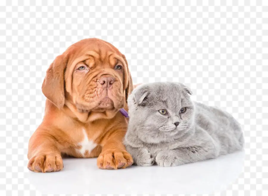 Cachorro Y Gatito，Lindo PNG