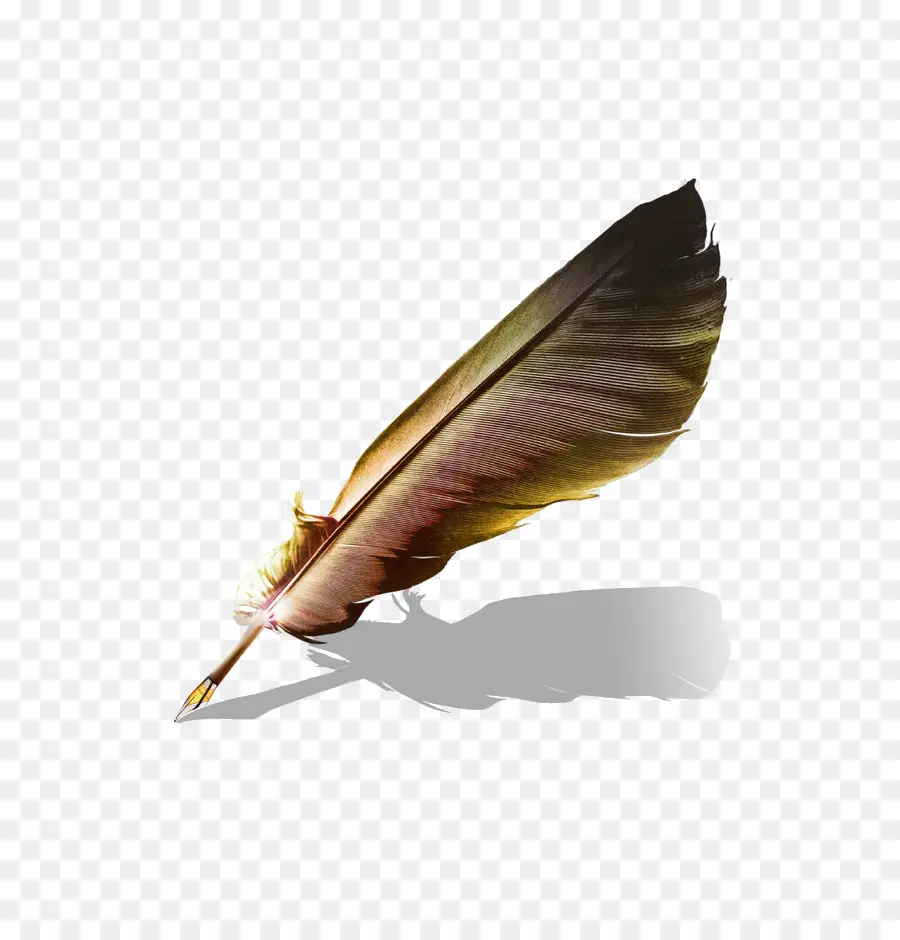 Pluma，Marrón PNG