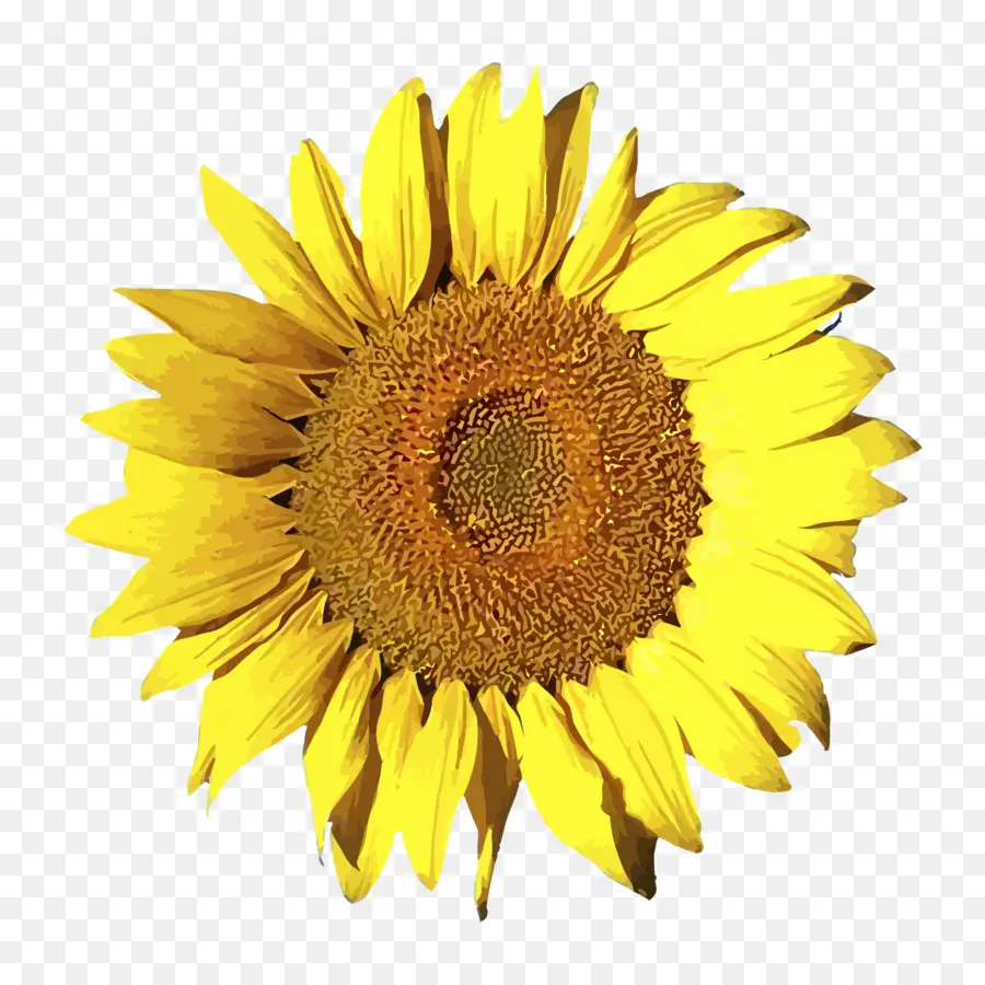 Girasol，Amarillo PNG