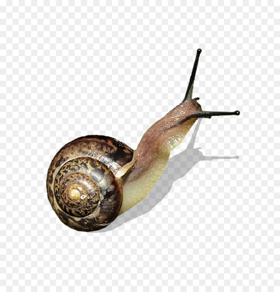 Caracol，Orthogastropoda PNG