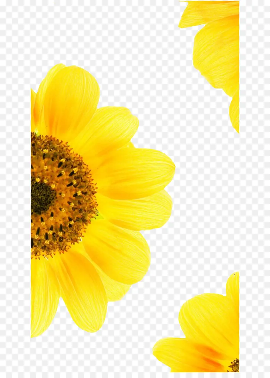 Común De Girasol，Descargar PNG