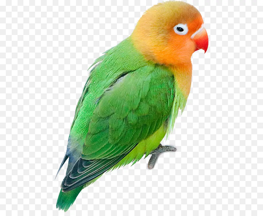 Budgericar，Parrot PNG