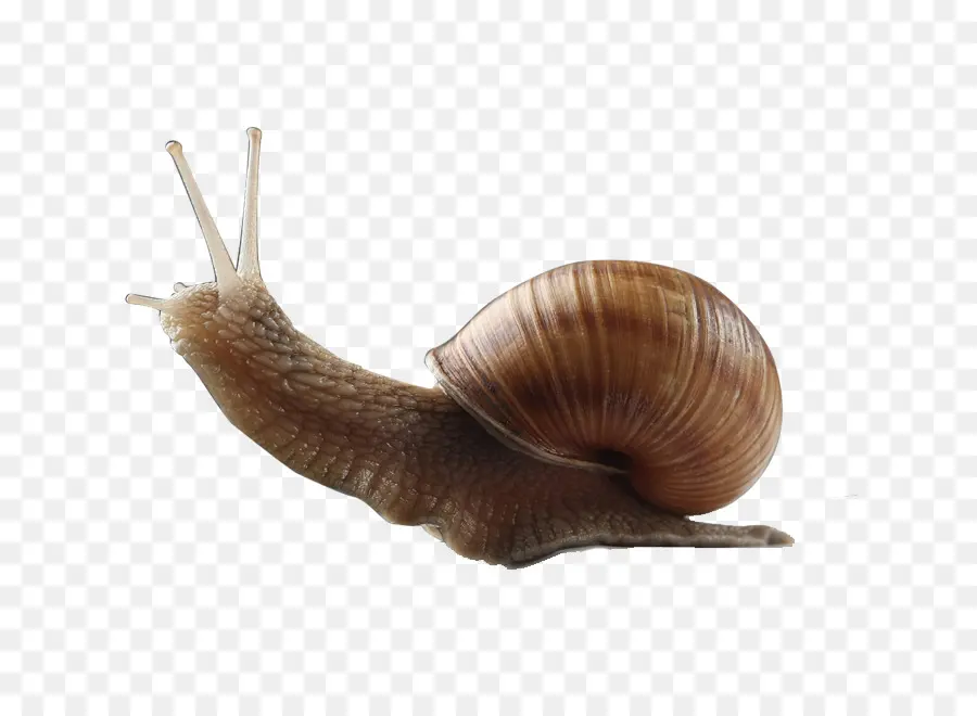 Caracol，Orthogastropoda PNG