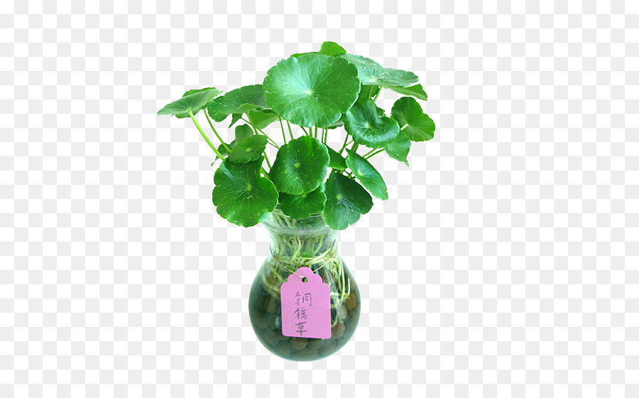 Planta Verde，Florero De Vidrio PNG