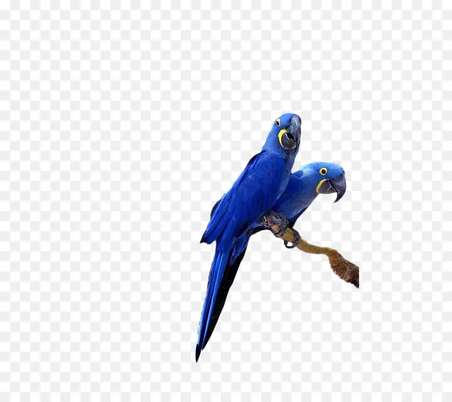 Loros Azules，Aves PNG