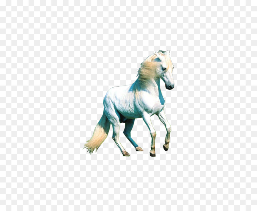 Mustang，Animal PNG