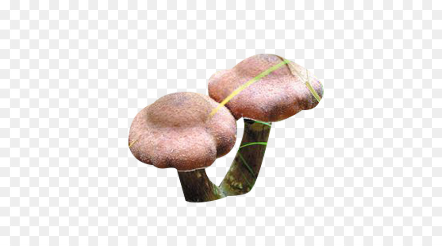 Hongos，Plantas PNG