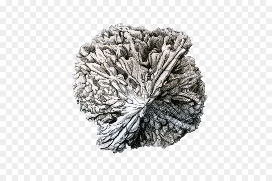 Coral Cerebro，Coral PNG