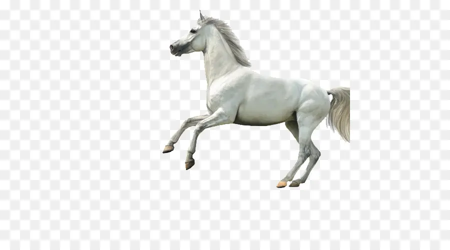 Caballo Blanco，Semental PNG