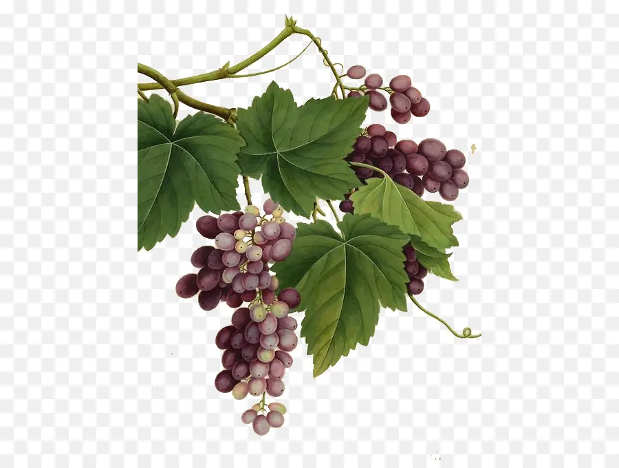 Vino Tinto，Común De La Uva De La Vid PNG