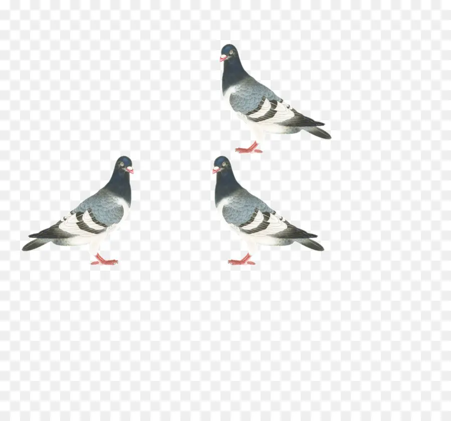 Homing Pigeon，Stock Paloma PNG