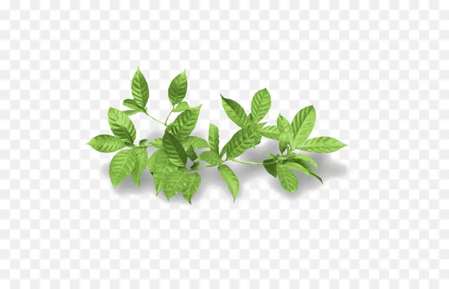 Hojas Verdes，Planta PNG