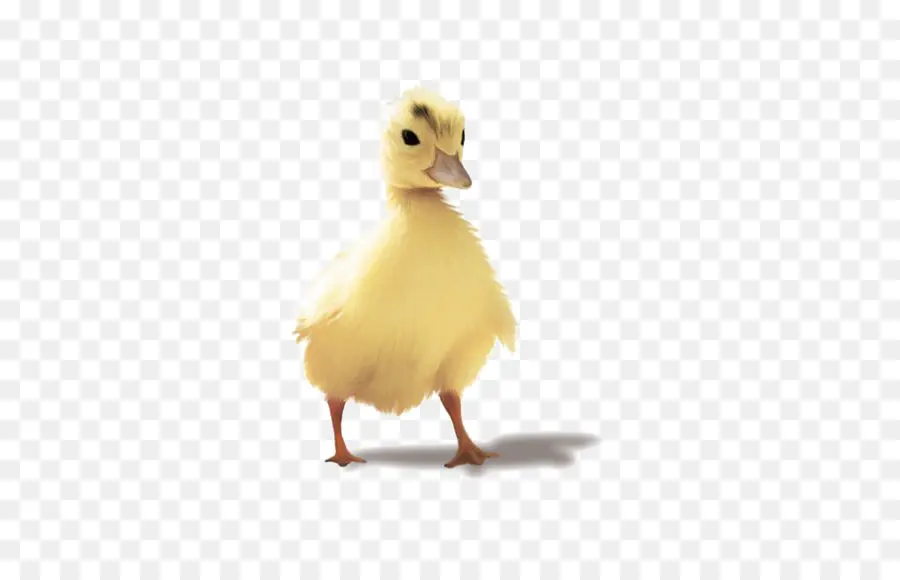 Pato，Ganso PNG