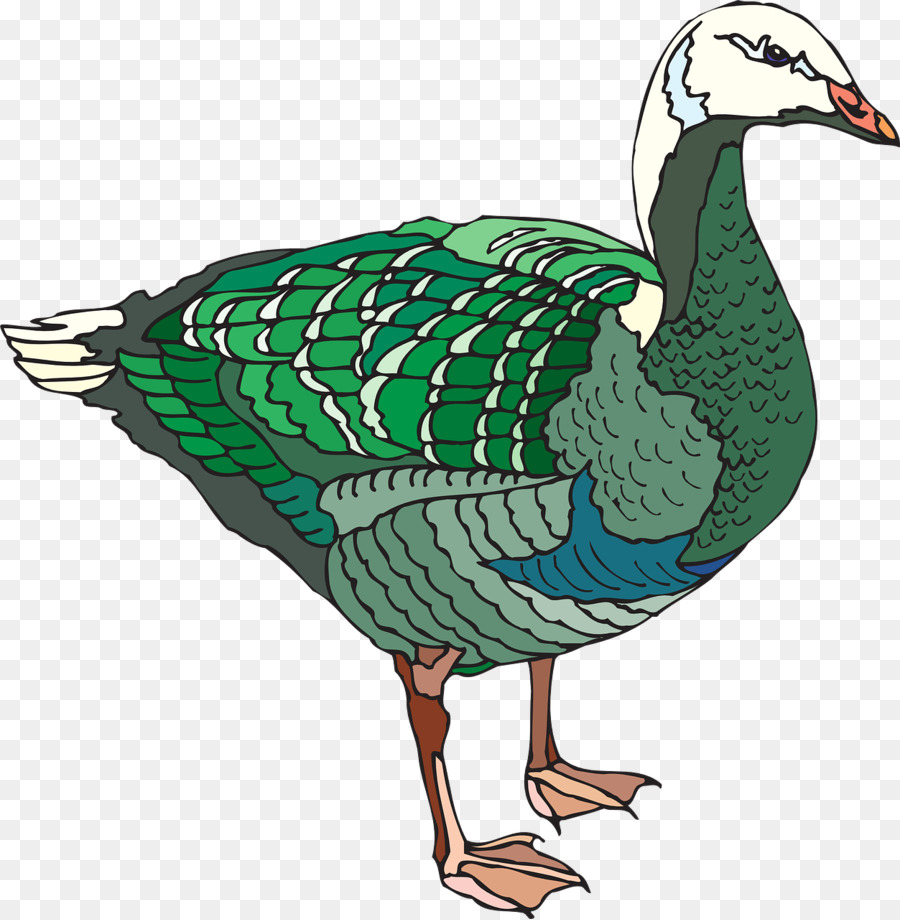 Pato，Ganso PNG