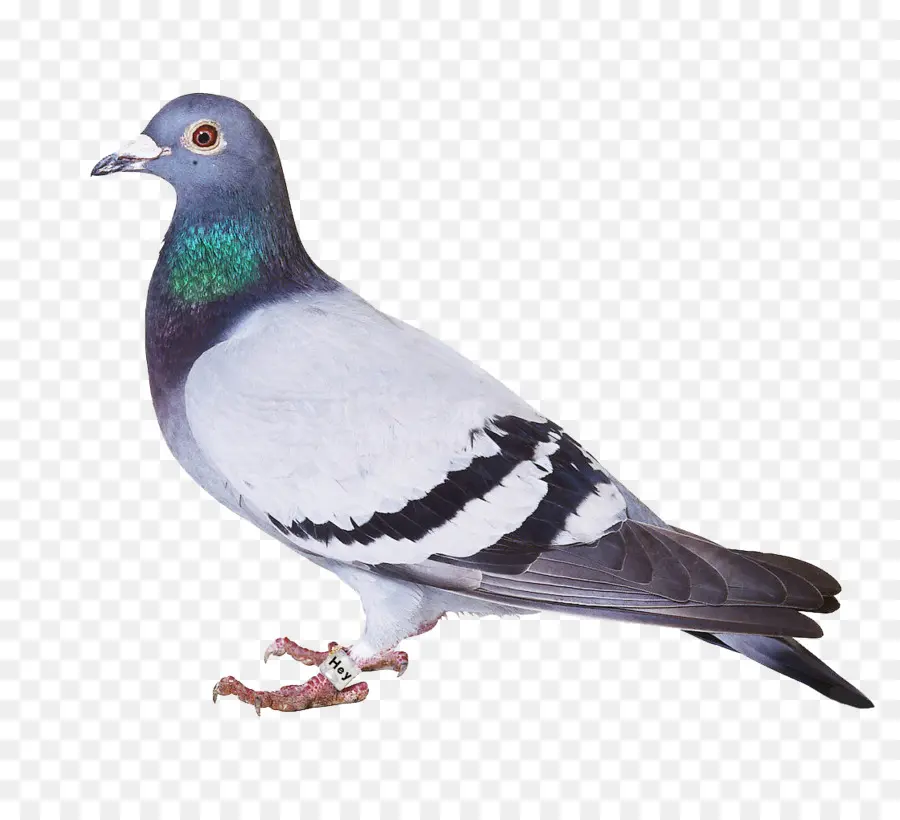 Pájaro，Homing Pigeon PNG