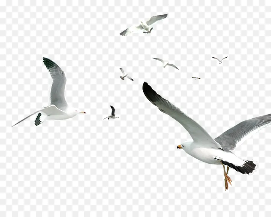 Pájaro，Las Gaviotas PNG