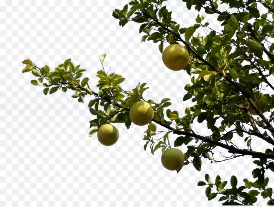 Frutas，Árbol PNG