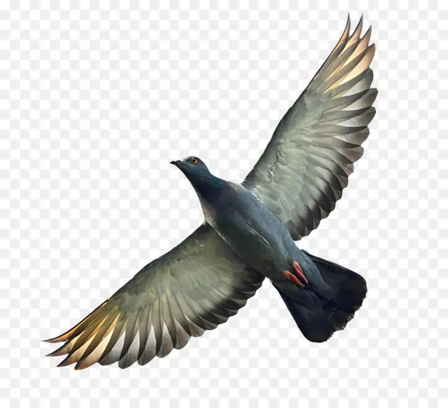 Homing Pigeon，Columbidae PNG