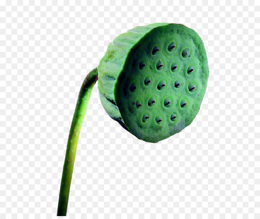 Mooncake，Semilla De Loto PNG