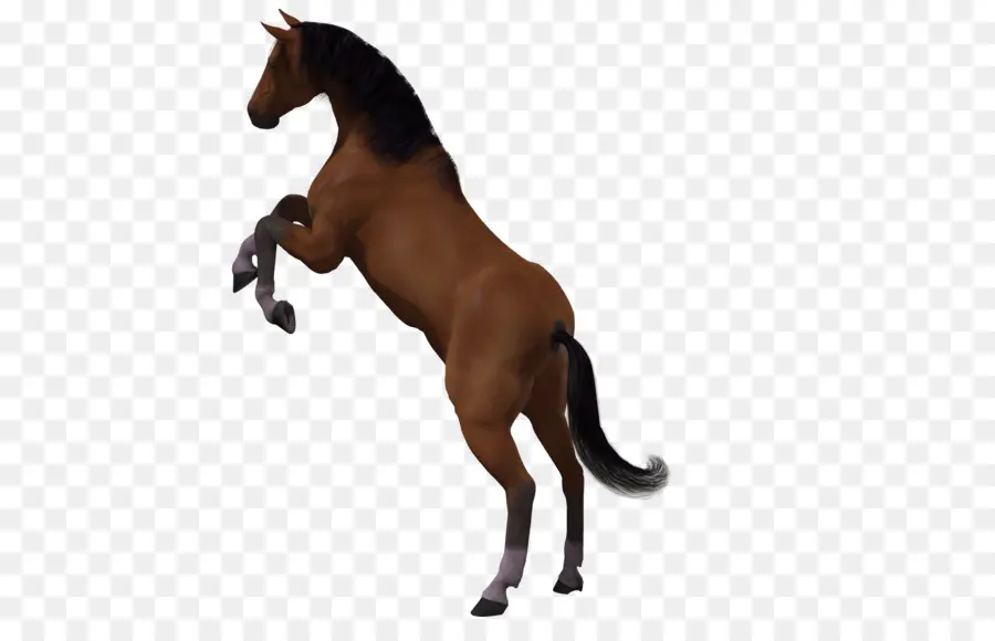 Caballo，3d Computer Graphics PNG