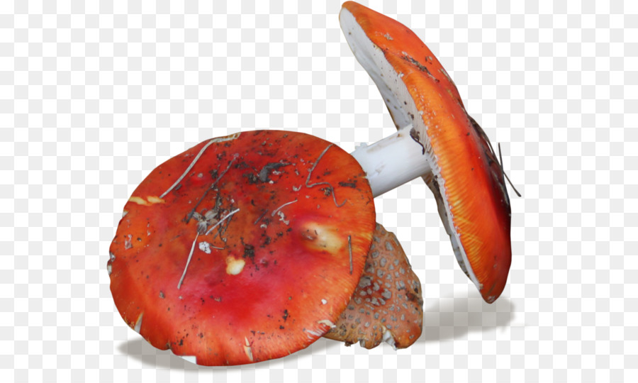 Hongos Rojos，Hongos PNG