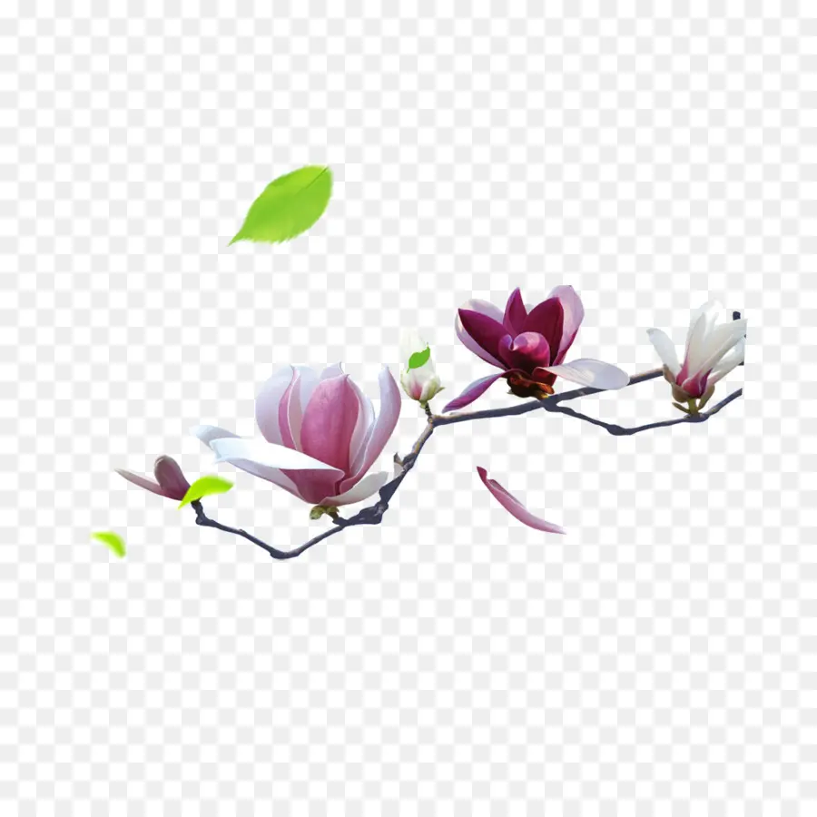 Magnolia，Rama PNG