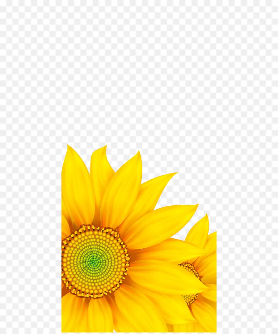 Girasol，Amarillo PNG