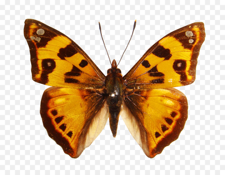 Mariposa，La Mariposa Monarca PNG