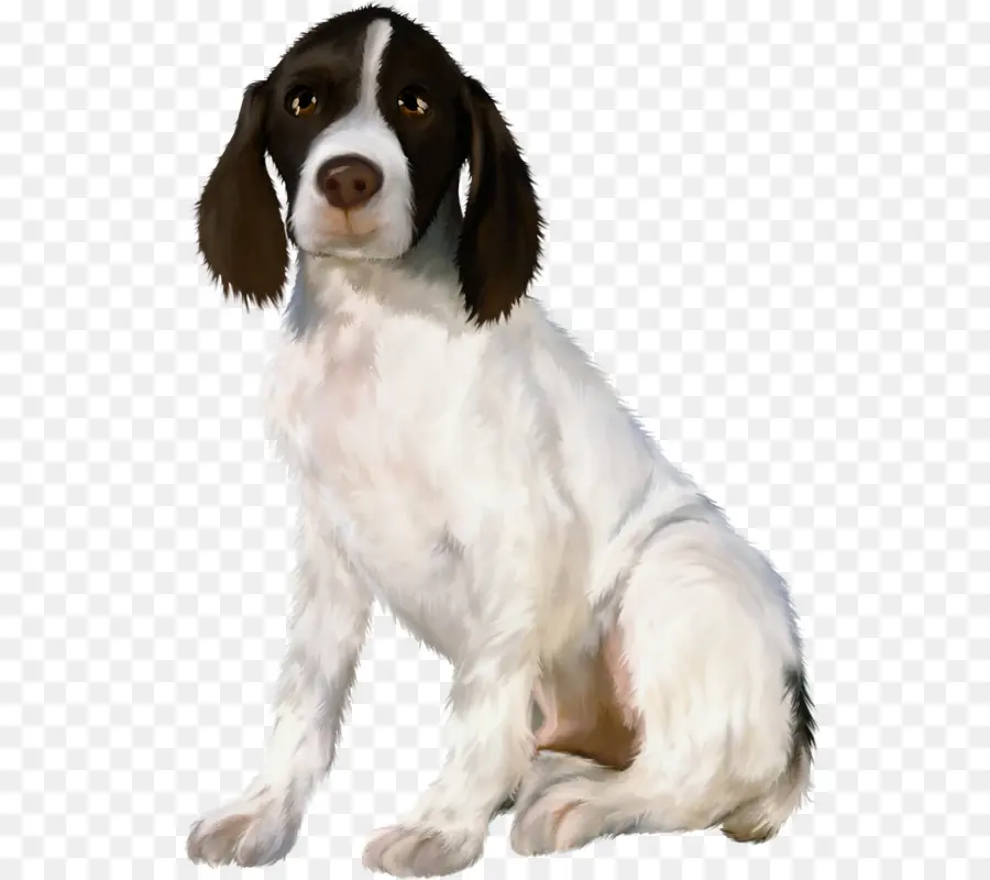 Drentse Patrijshond，Springer Spaniel Galés PNG