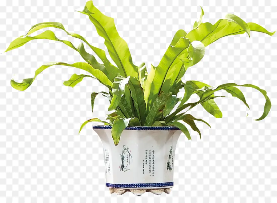 Planta，Flor PNG