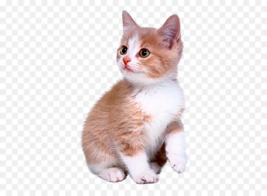 Labrador Retriever，Gatito PNG