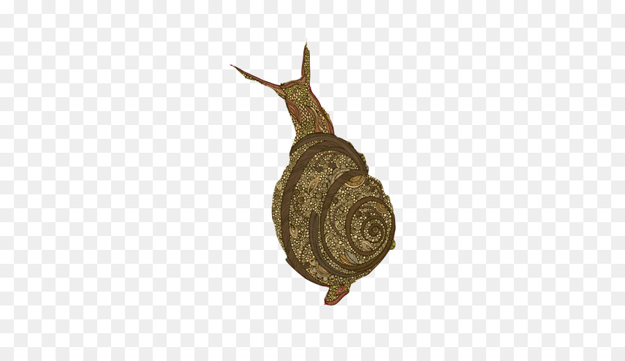 Caracol，Orthogastropoda PNG