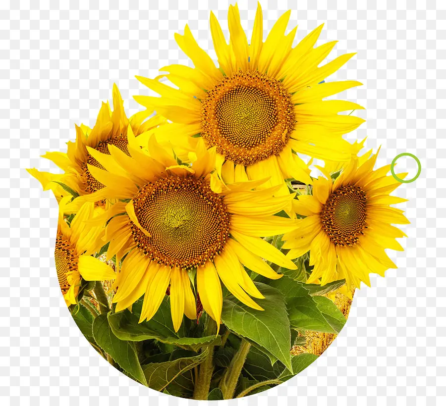 Girasoles Amarillos，Naturaleza PNG