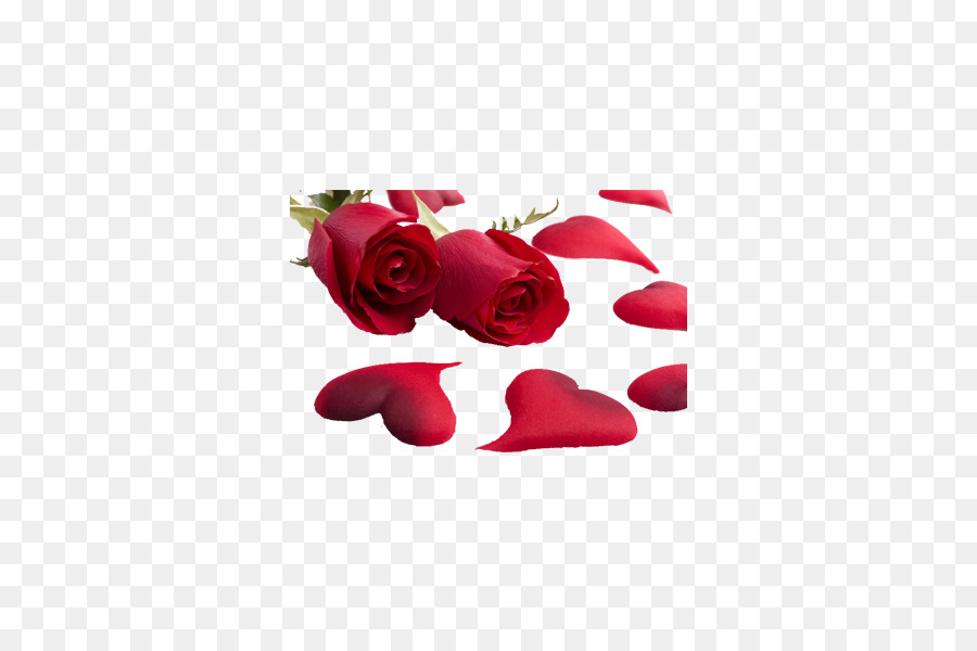 Rosa Roja，Rosa PNG