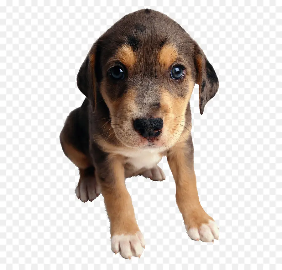 Perro，Cachorro PNG