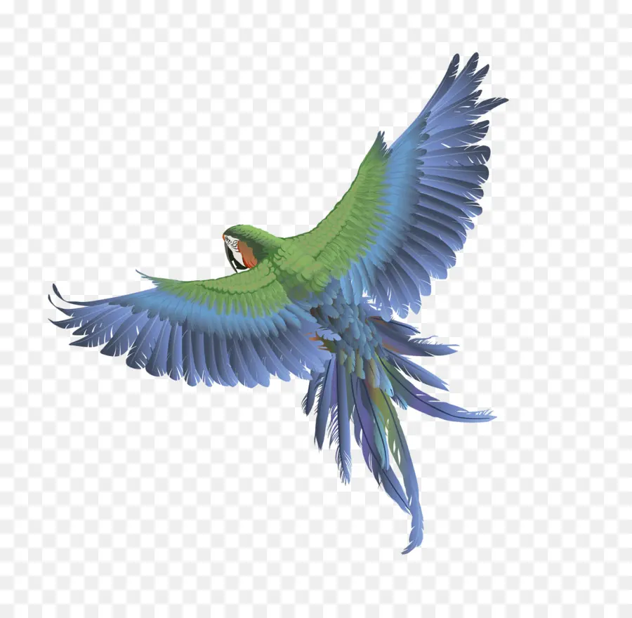 Pájaro Azul，Vuelo PNG