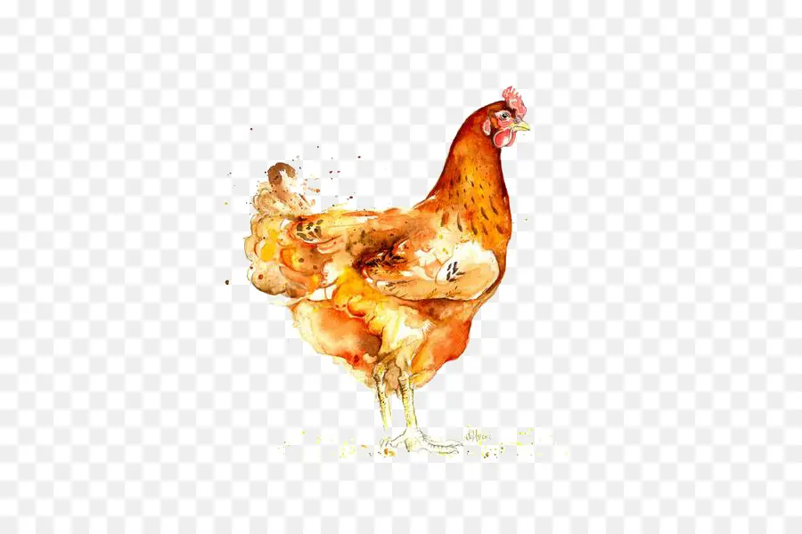 Pollo，Gallina PNG