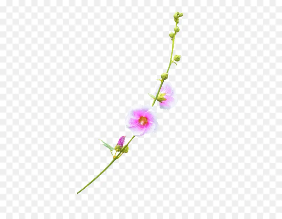 Flor，Florecer PNG