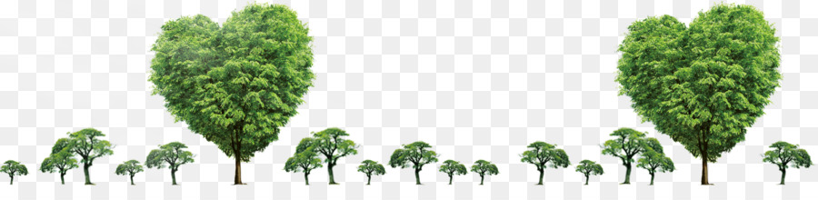 árbol，Planta PNG