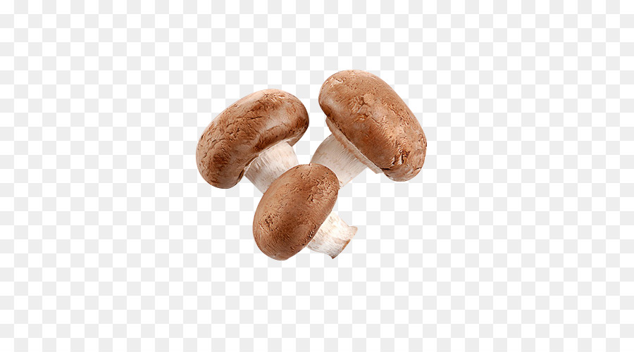 Shiitake，Seta PNG