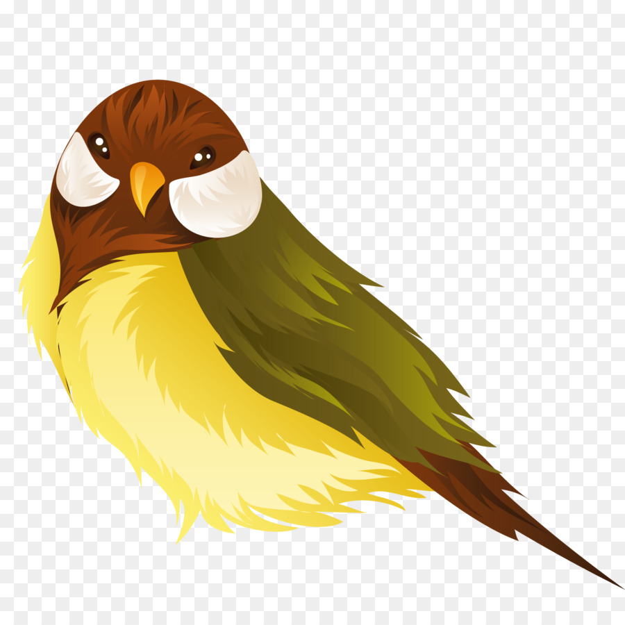 Pájaro，Plumas PNG