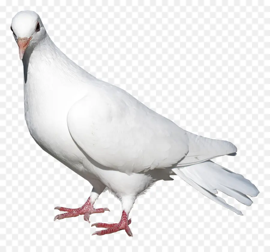 Paloma Nacional，Columbidae PNG