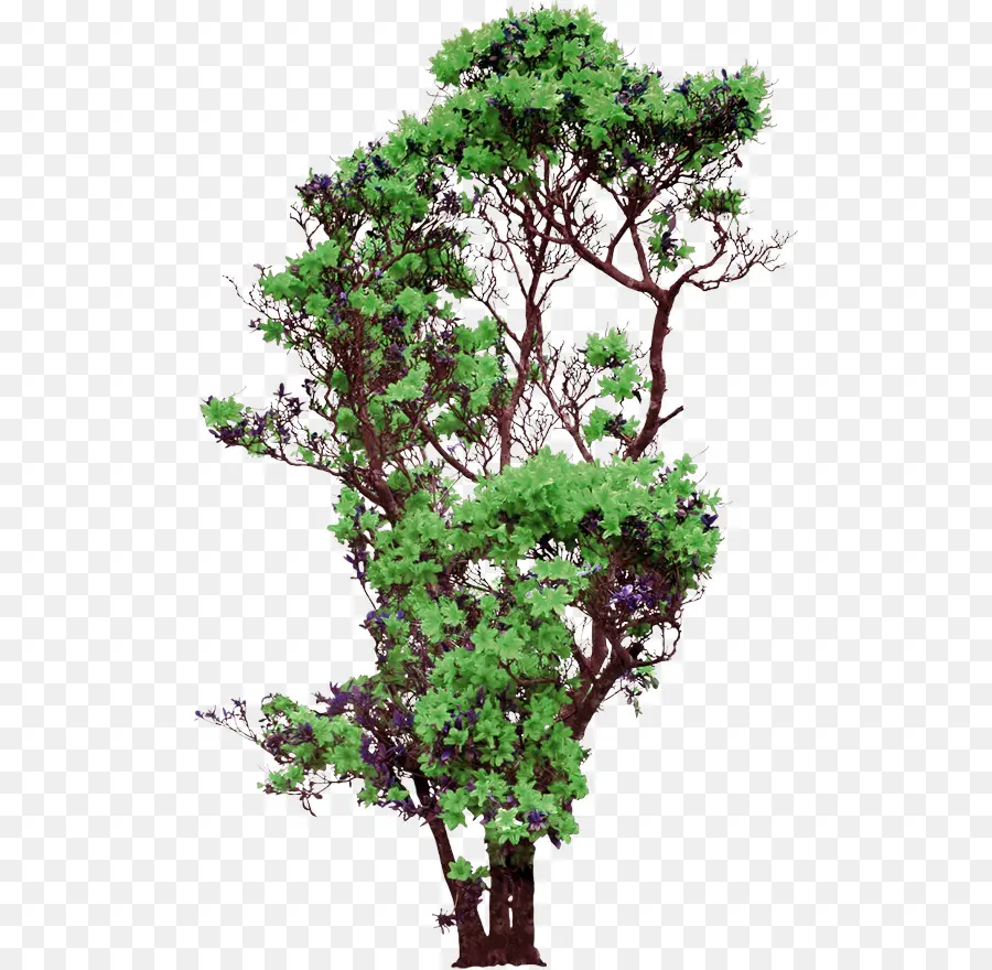 Árbol，Hojas PNG