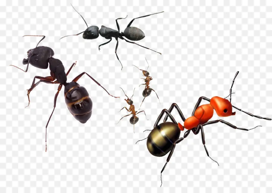 Ant，Los Insectos PNG