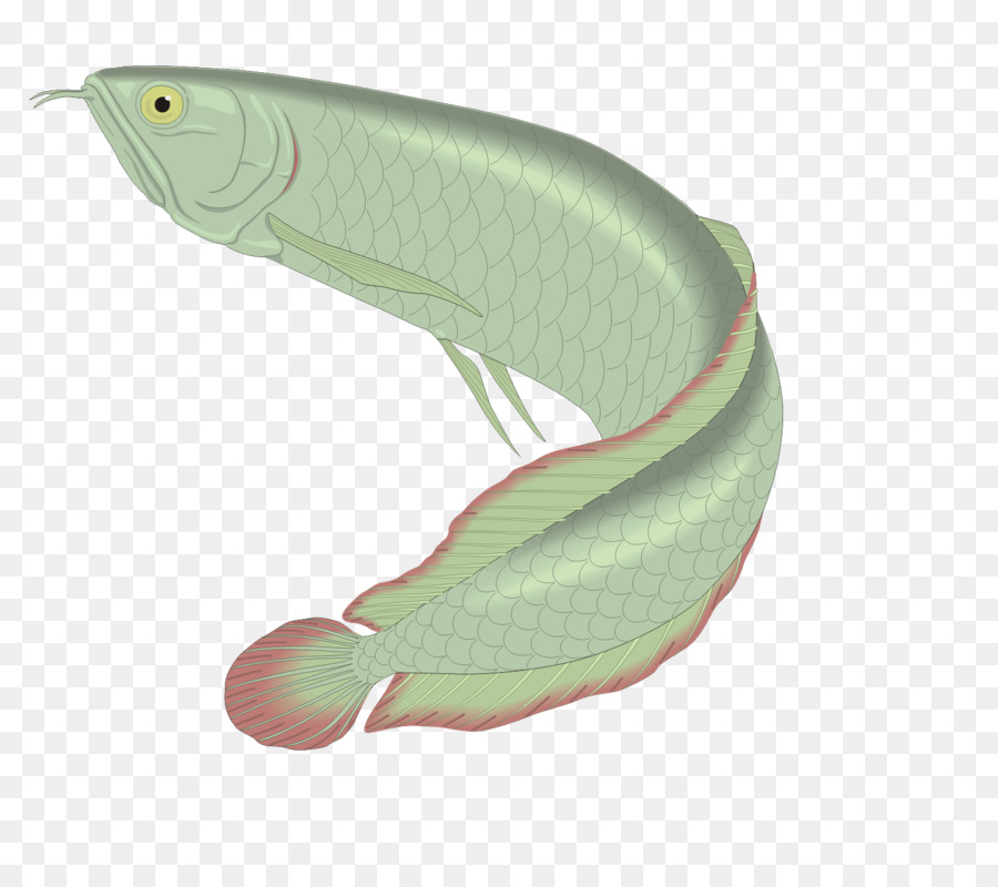 Pez，Verde PNG