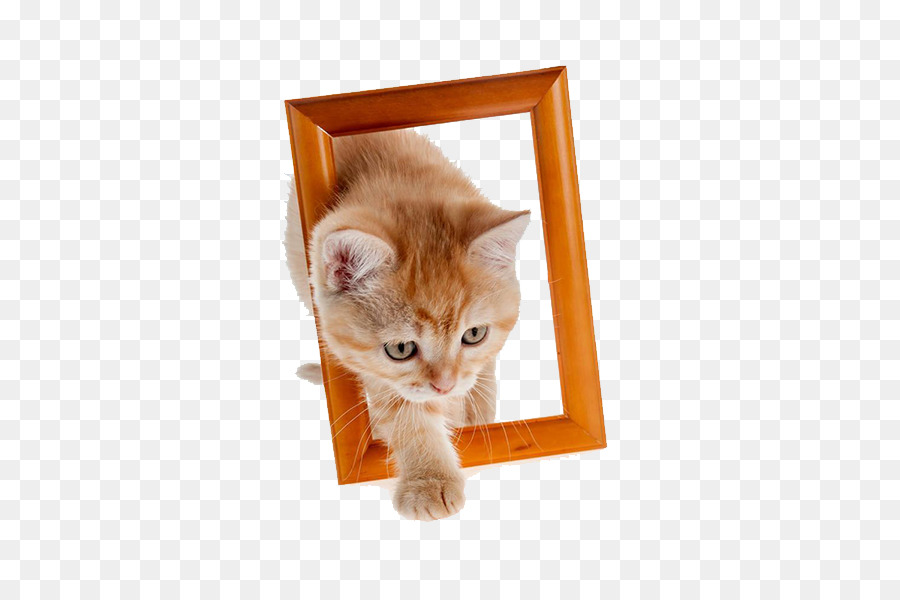 Gato，Marco PNG