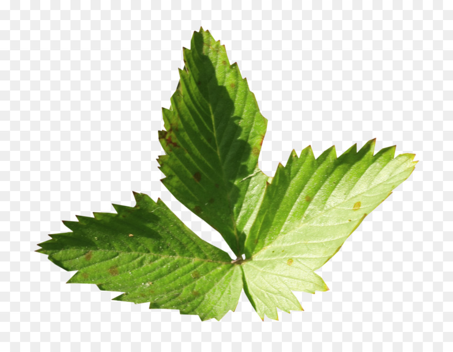 Hoja，Menta PNG