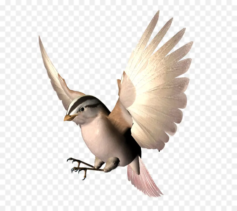 Pájaro，Vuelo PNG