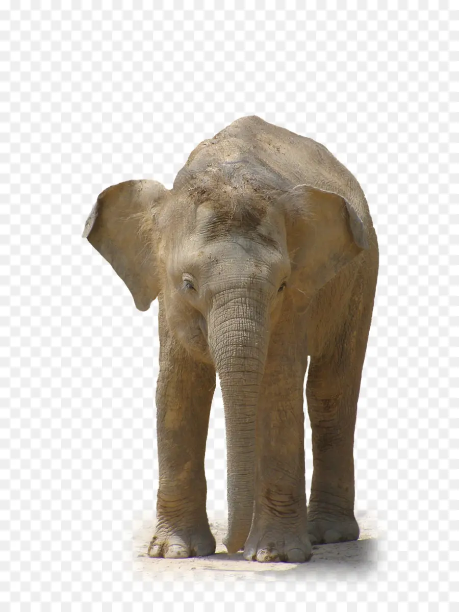 Elefante，Fauna PNG