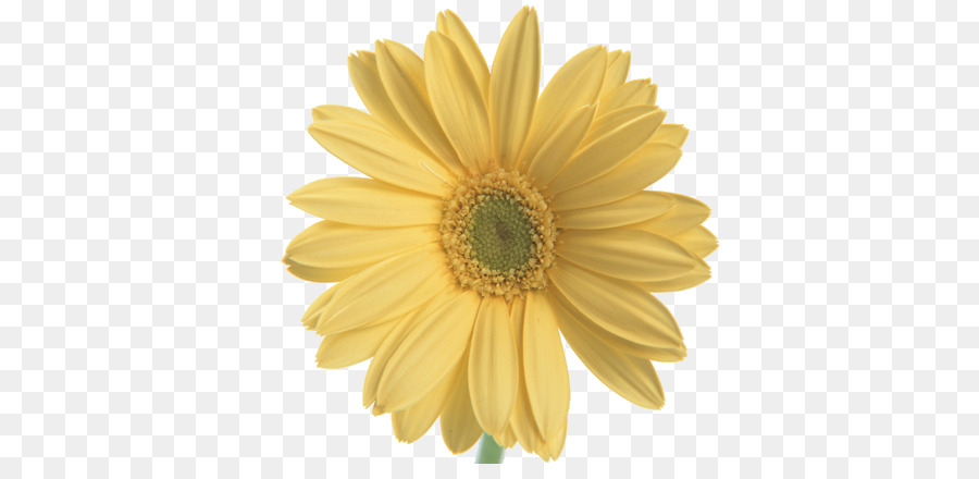 Flor，Teléfono Móvil PNG